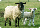 Stanley Gibson :: Lamb / Mutton